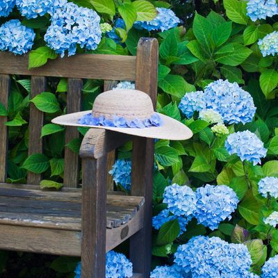The best ways to keep a hydrangea blue all summer long – expert tricks to preserve its vibrant colour