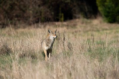 Researchers warn of deadly human-infecting parasite found in West Coast wildlife for first time