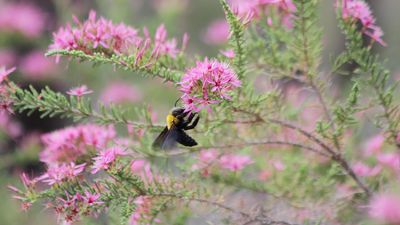 Climate change stinging bees without cool homes