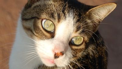 Amazon driver claims cat taken from porch in Bakersfield, California, is his pet as custody battle ensues