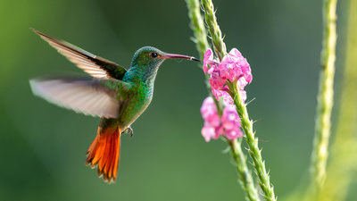 How to attract hummingbirds into your backyard in June: 5 ways to create a hummingbird-friendly space