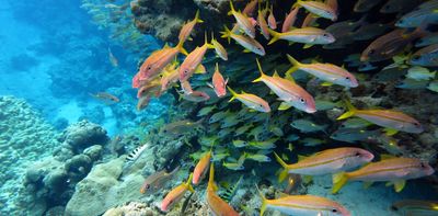 The world agreed to protect 30% of the ocean by 2030 – but marine protection can’t be judged by area alone