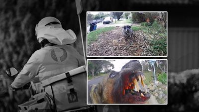 Dog attacks on posties leave them bloodied and fed up
