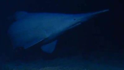 'I never thought we'd see one alive': Elusive goblin shark captured on camera for the first time