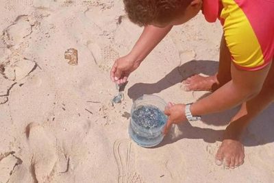 Venomous creatures found at three Phuket beaches