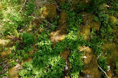 Country diary: A revelation among the ‘clints and grikes’ of my limestone seat