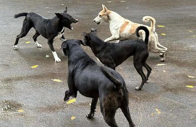 Stray dogs strike again: 4-year-old mutilated, neighbours arrive just in time to save her