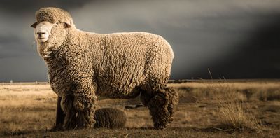 Odour-resistant and soft on the skin: the science of merino wool explained