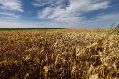 Crop prices drop as Hormuz reopening to ease farm-input shock