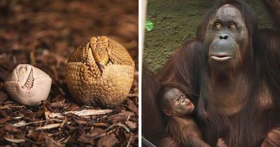 65 Adorable Baby Animals With Their Moms As Shared By ZooBorns