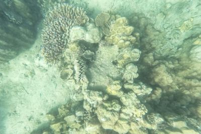 Study sparks hope for ‘climate-resistant’ coral reefs
