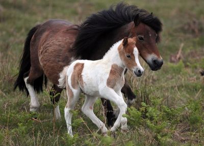 'Don't slaughter the ponies': Kemi Badenoch urges Keir Starmer to stop mass Dartmoor cull