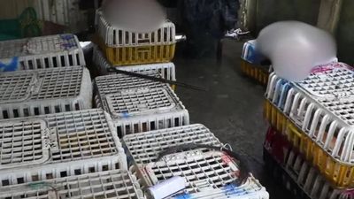 Nine arrested, 400 cats saved: Vietnam police crack down on pet theft network selling animals for meat