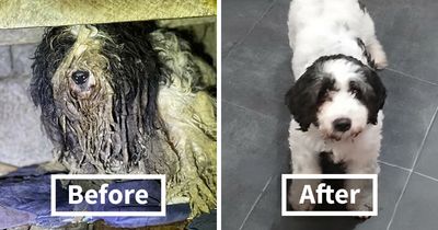 25 Remarkable Dog Rescue Transformations Shared By NIRA That Show The Power Of A Second Chance