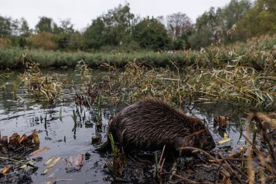 Beavers return to London after 400 years – and solve major flooding problem