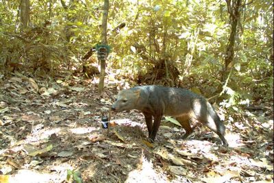 Extremely rare ‘ghost dog’ captured on camera in Amazon rainforest
