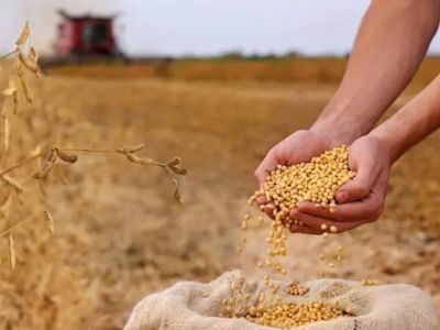 Indian soybean acreage expected to rise on higher prices, weak monsoon outlook