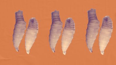 Texas’ Fight Against the Screwworm Will Be Nasty and Brutish
