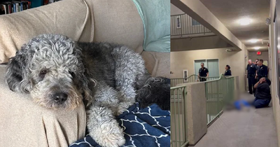 'Justice for Jameson:' Family Dog Killed by LAPD Officers, Community Raises $90k and Demands Footage Release