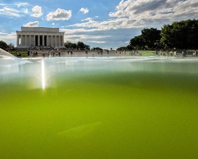 Algae thwart Trump’s $14.2m attempt to turn reflecting pool ‘American flag blue’