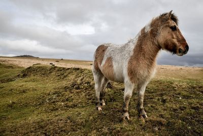 Fears for future of Dartmoor’s iconic ponies under new conservation rules