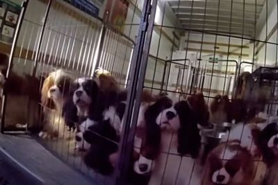 Police rescue 21 dogs from cramped cage in sweltering removal truck