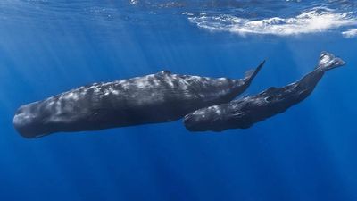 Courtrooms are becoming a new battleground for whales, and in New Zealand, a proposed bill could recognise them as legal persons