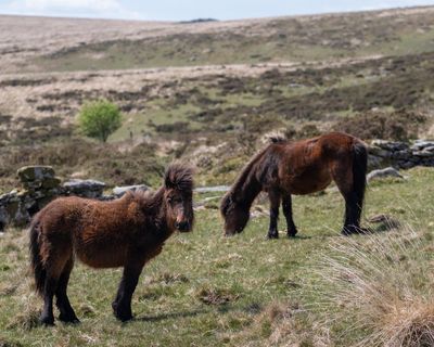 Dartmoor pony cull proposal prompts urgent call for livestock rule change