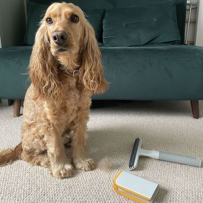 My dog and I put Joseph Joseph’s new cleaning tools to the test in our home – they picked up pet hair like a magnet (and I’m a little bit obsessed!)