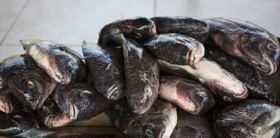What Kenya’s fish markets tell us about choosing between nutrients and contaminants