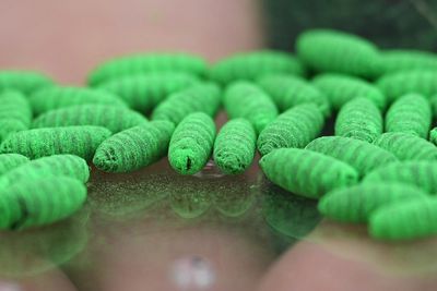 US screwworm cases rise as outbreak spreads beyond initial contamination zones