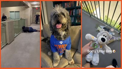 Knicks win celebration turns tragic for California family after LAPD officers show up and shoot their dog