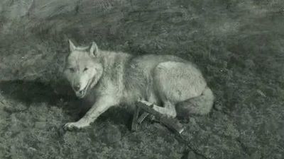 He shot a wolf for fun. Then something in its dying eyes turned a hunter into America's greatest conservationist