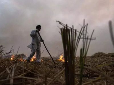 Govt to formulate plan to stop incidents of stubble burning: Agriculture minister