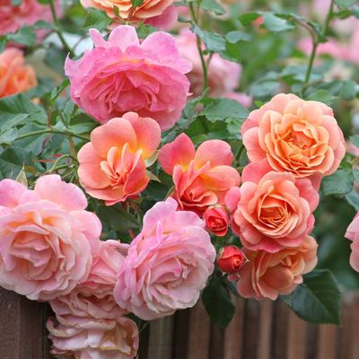What to do with roses in June – the 5 easy tasks to never skip for bigger, better blooms all summer long
