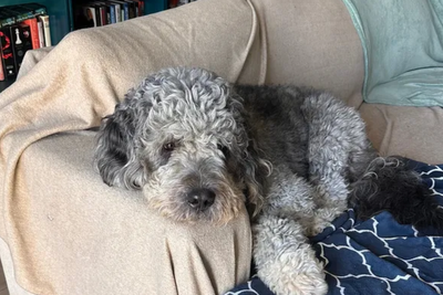 'Justice for Jameson' Fund Hits Six Figures as Fury Grows Over LAPD Shooting of Family Dog