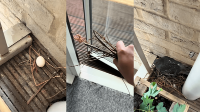 London Man Finds a Pigeon That Doesn’t Know How to Build a Nest. The Bird Did What Nobody Expected: ‘Are You Now the Pigeon’s Social Worker?’