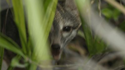 Elusive dwarf fox, feared extinct, photographed for the first time on island off Yucatán