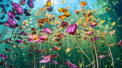 This vibrant underwater lily field was shot on a 10-year-old DSLR with a fisheye lens –and it snagged an ocean photography award