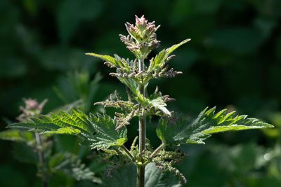 Country diary: Everybody loves to hate the stinging nettle – don’t they?