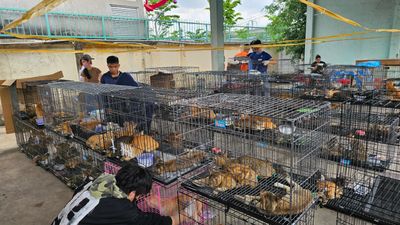 More than 400 stolen cats rescued in Vietnam after police bust meat trade ring