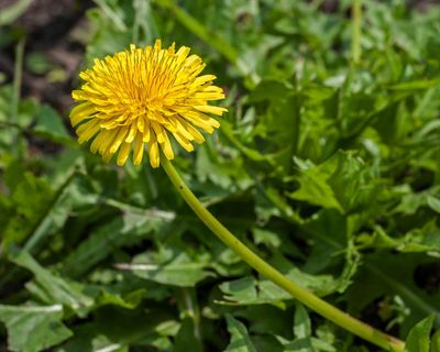 Plantwatch: Russian dandelion offers solution to global rubber shortage
