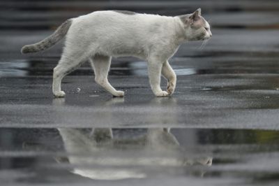 Trap, neuter, release: Jakarta battles cat-astrophic stray numbers