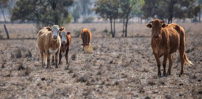 The weather bureau has just declared an El Niño. What could this mean for Australia?