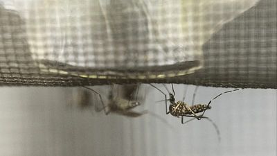 France is releasing millions of sterile insects to fight tiger mosquitoes