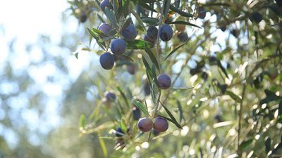 What To Do With An Olive Tree In June – 7 Steps For A Healthy Tree And Your Best Ever Harvest