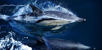 Levels of ‘forever chemicals’ in dolphins and whales are rising globally