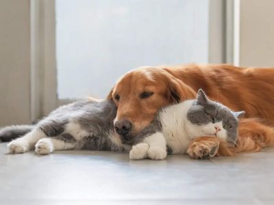 This Indian metro city has the most pampered pets. It’s not Delhi or Mumbai