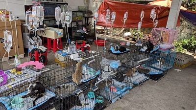 Hundreds of cats rescued from being eaten in Vietnam
