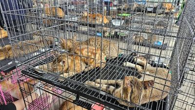 Cops bust alleged cat-stealing ring, save 400 pets from being potentially slaughtered for their meat